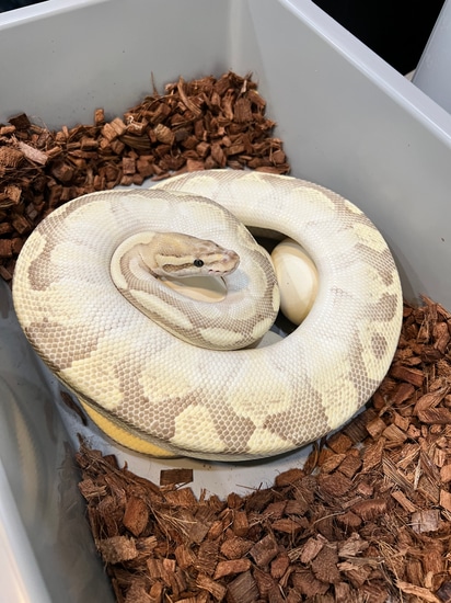 Fire Lesser Orange Dream Ball Python by Parsons Pythons