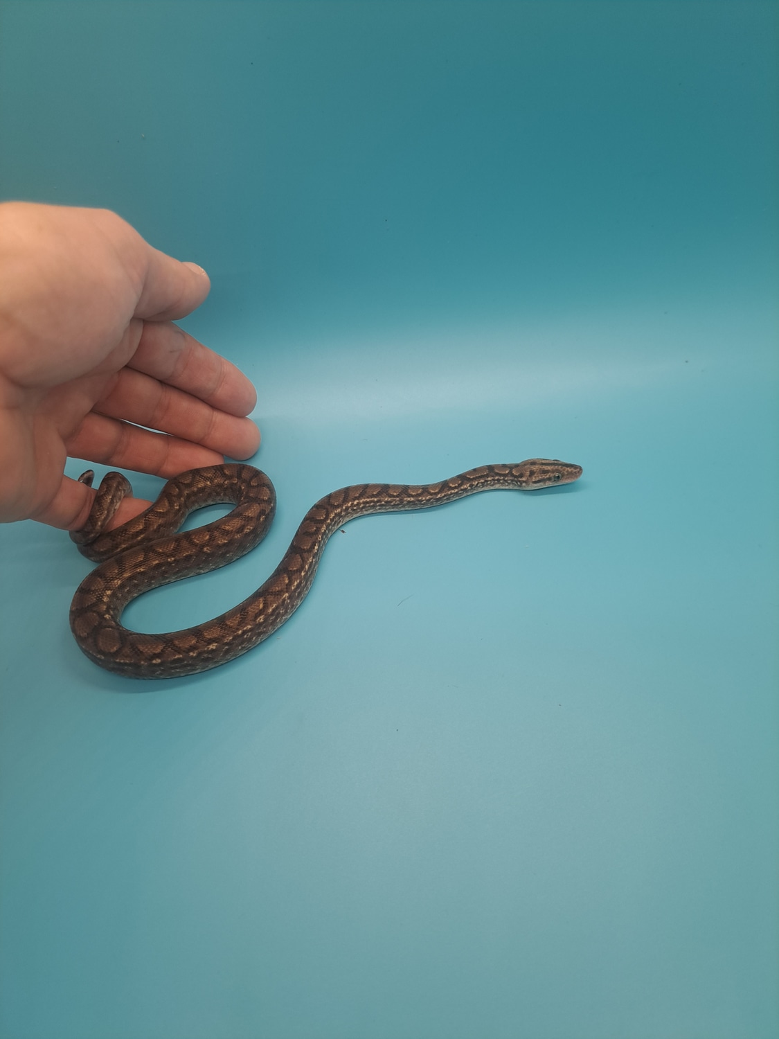 Friendly CRB Colombian Rainbow Boa by Primo's Reptiles MorphMarket