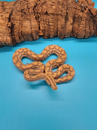 Paradigm Colombian Rainbow Boa by Primo's Reptiles