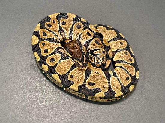 Normal 50% DH SK Axanthic Pied Ball Python by River Rat Reptiles