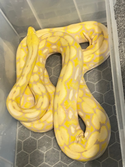 62.5%sd 6.25%jamp Purple Tiger Snow Female Reticulated Python by JPRetics