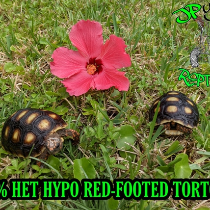 Het Hypo Red Foot Tortoise Red-Footed Tortoise