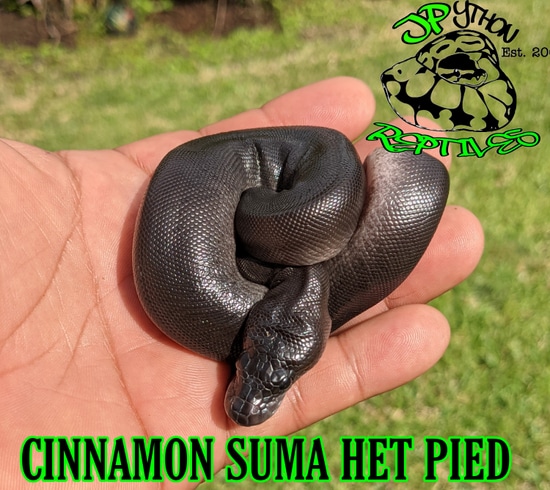 Cinnamon Suma Het Pied Ball Python by JPython Reptiles