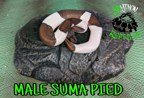 Male Suma PIED Ball Python by JPython Reptiles