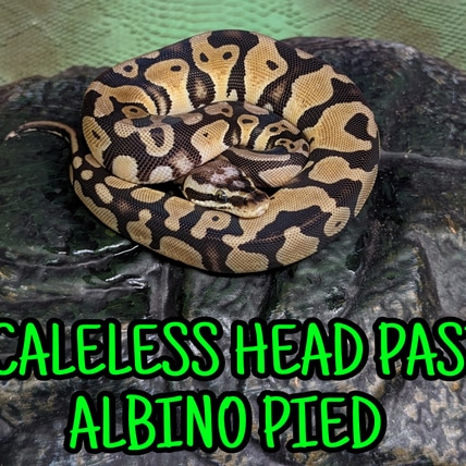 Scaleless Head Pastel DH Albino Pied Ball Python