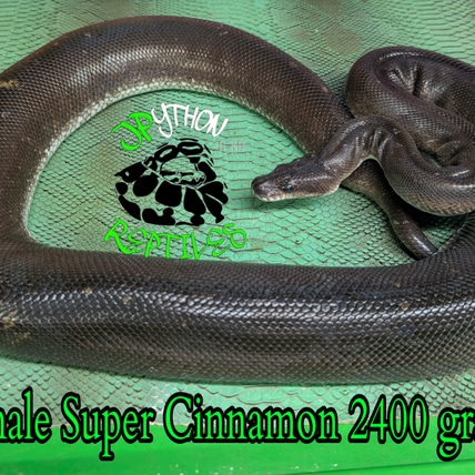 Super Cinnamon Ball Python