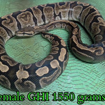 GHI Ball Python