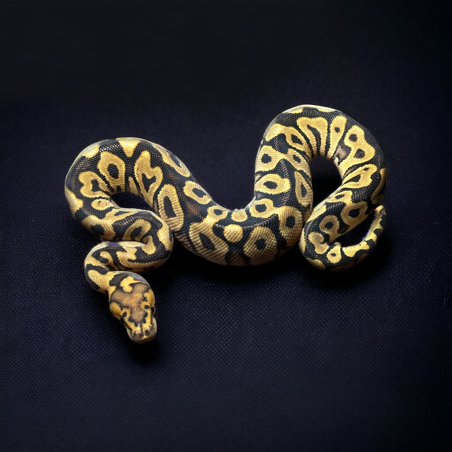 Ghi Spotnose Clown Ball Python by JqBall Pythons LLC - MorphMarket
