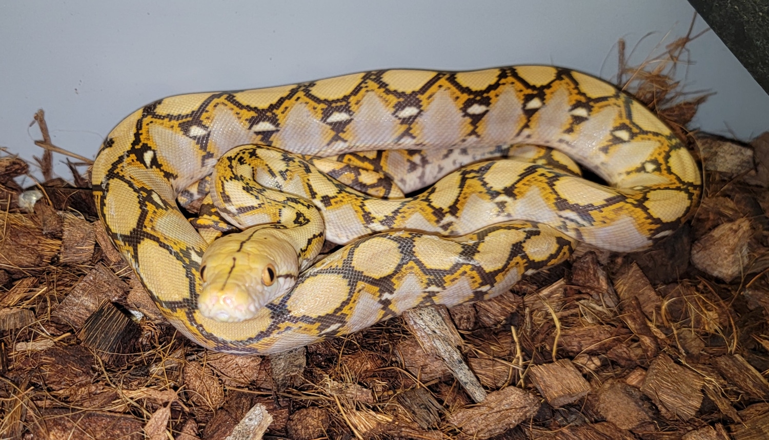 Mochino Reticulated Python by Mid south serpents - MorphMarket