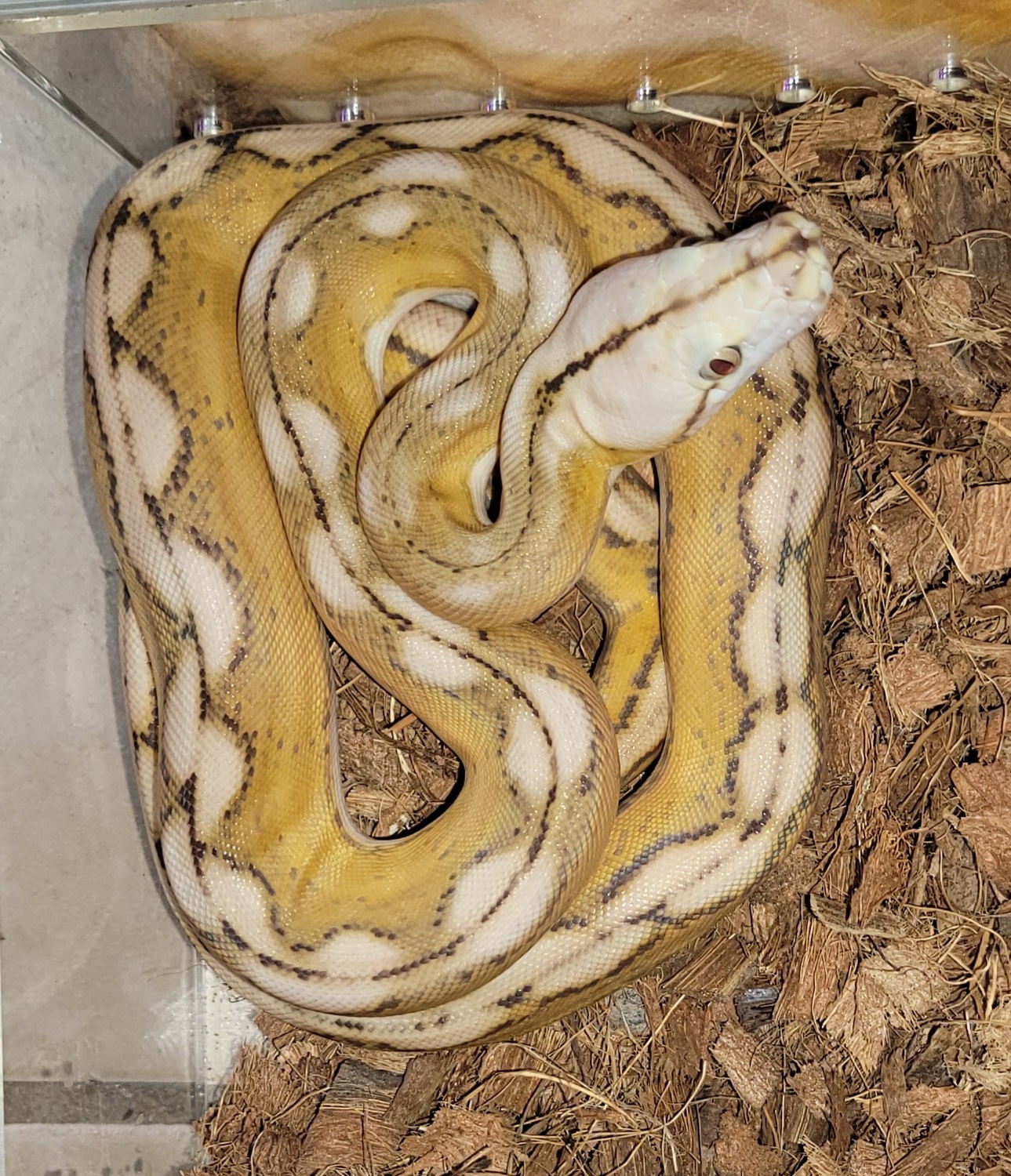 Mochino Motley Tiger Reticulated Python by Mid south serpents - MorphMarket