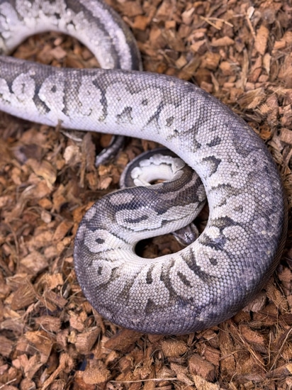 Sterling Male Ball Python by BRB Exotics