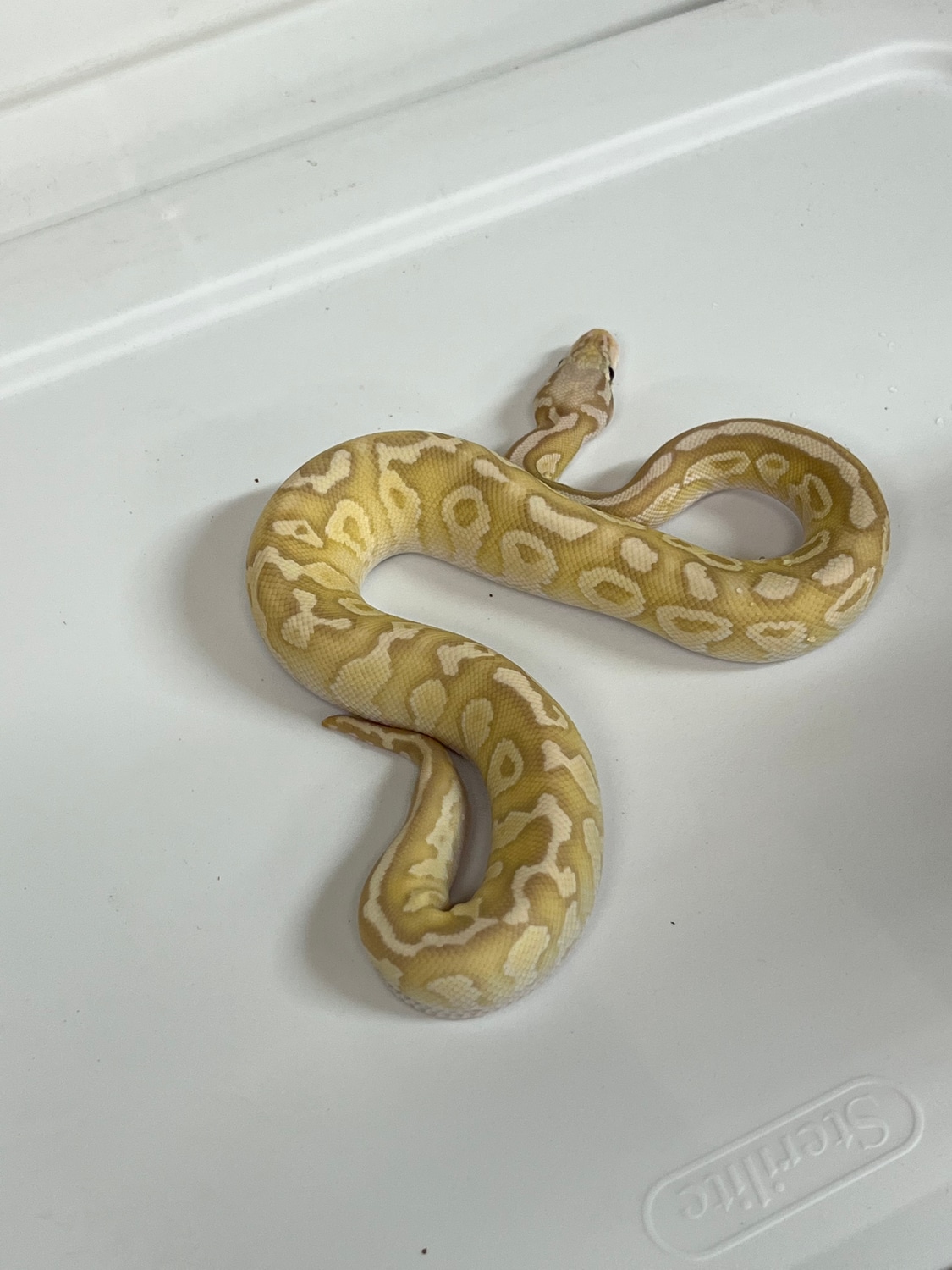 Pastel Fire Lesser Ball Python by Chippers Morphs - MorphMarket