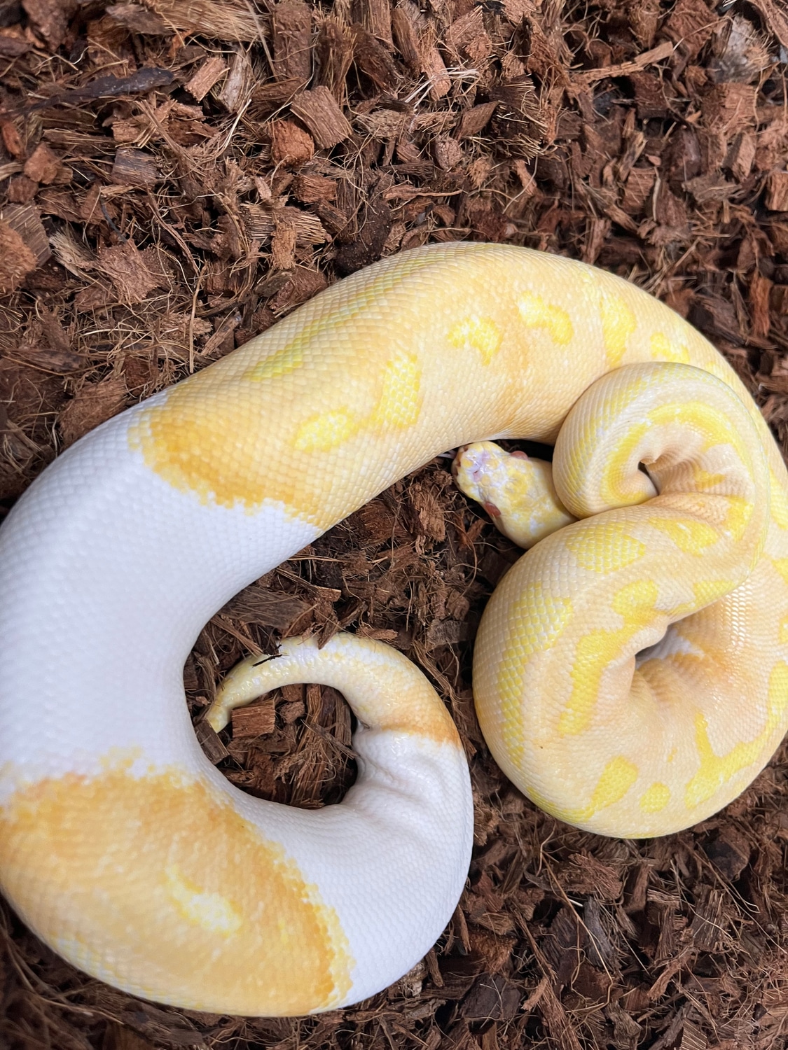 Albino Pied Ball Python by Chippers Morphs - MorphMarket