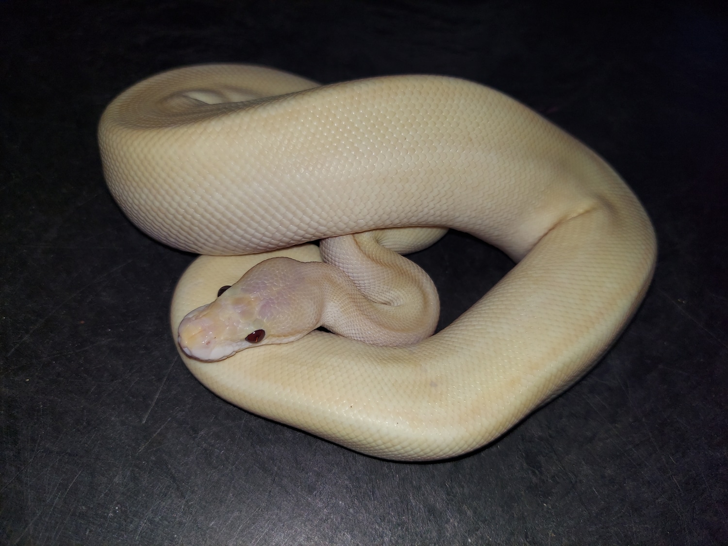 Mimosa Banana Mojave Ball Python by Jrgreptiles MorphMarket
