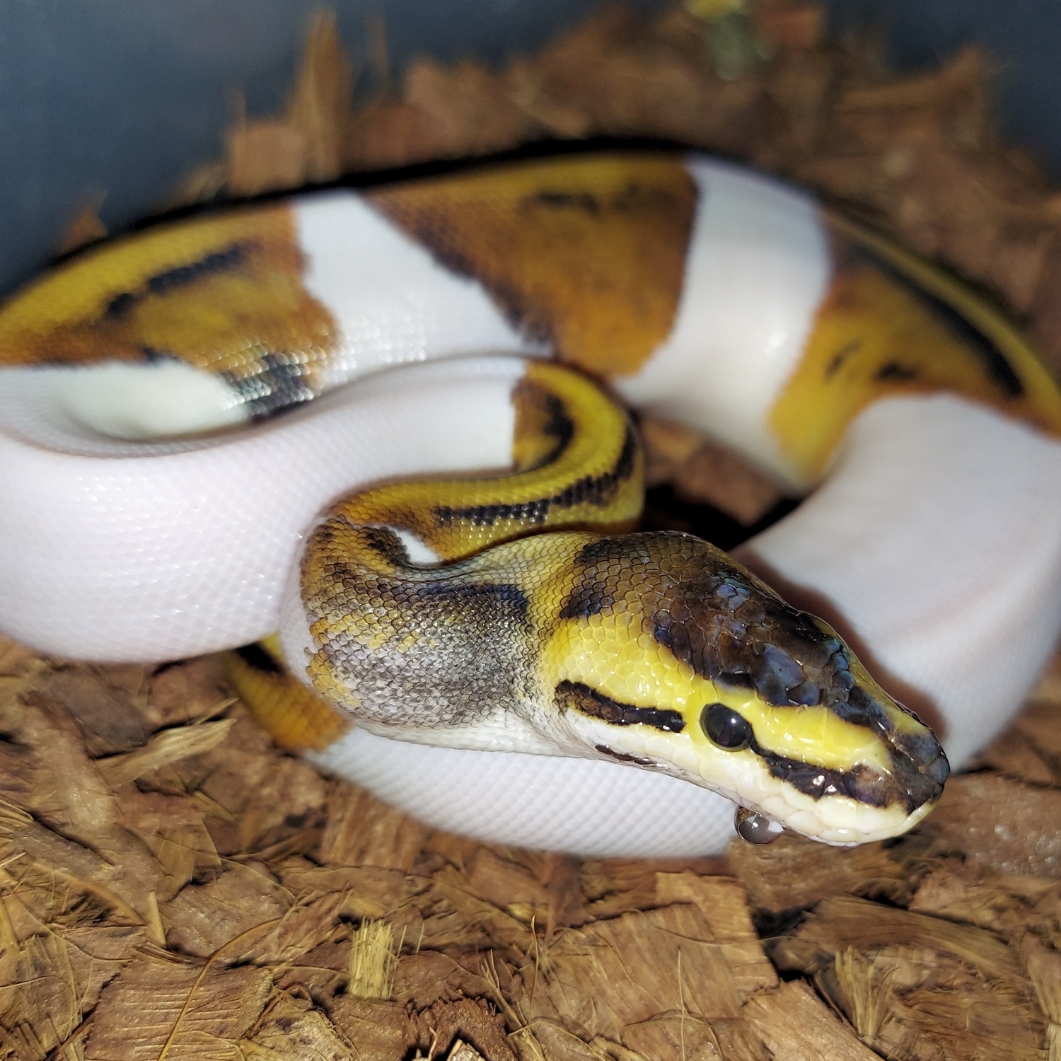 Pied Genetic Stripe Ball Python by Jrgreptiles - MorphMarket
