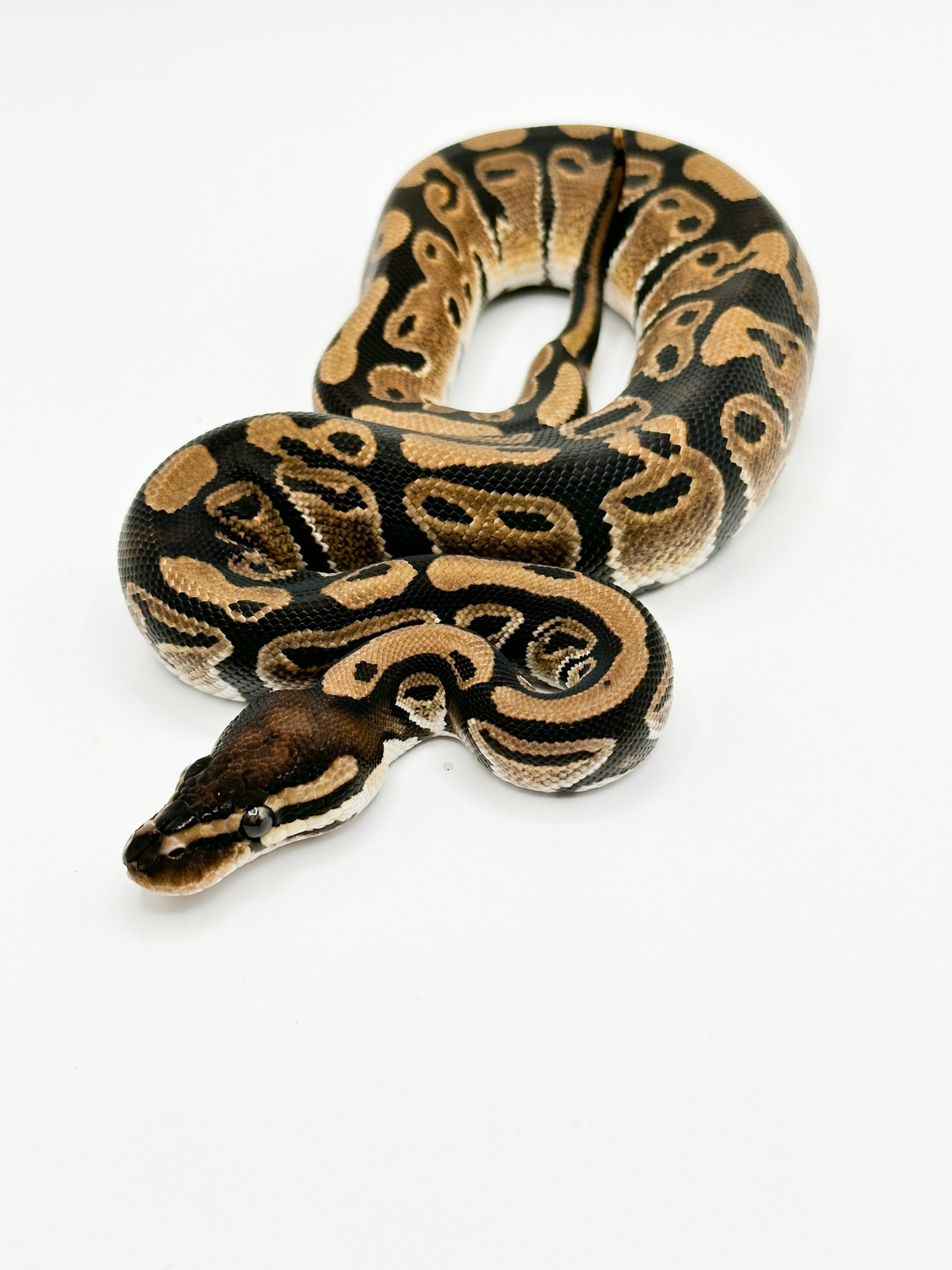 Normal Ball Python by Home Raised Reptiles - MorphMarket