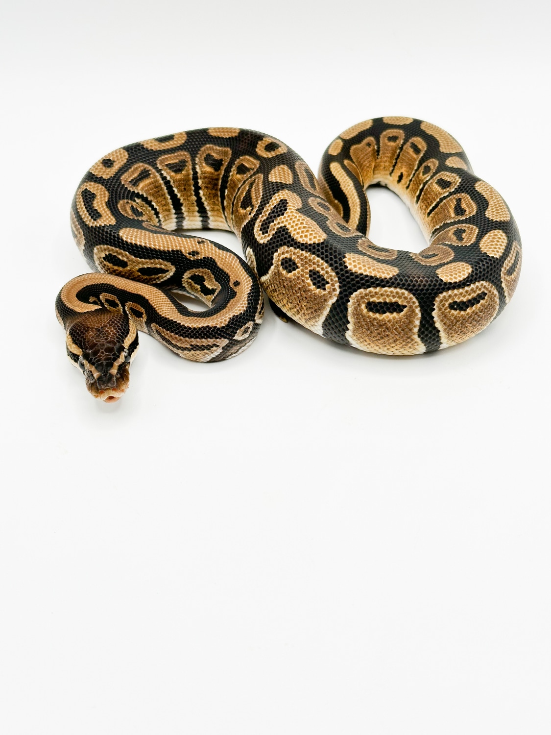 Normal Ball Python by Home Raised Reptiles - MorphMarket