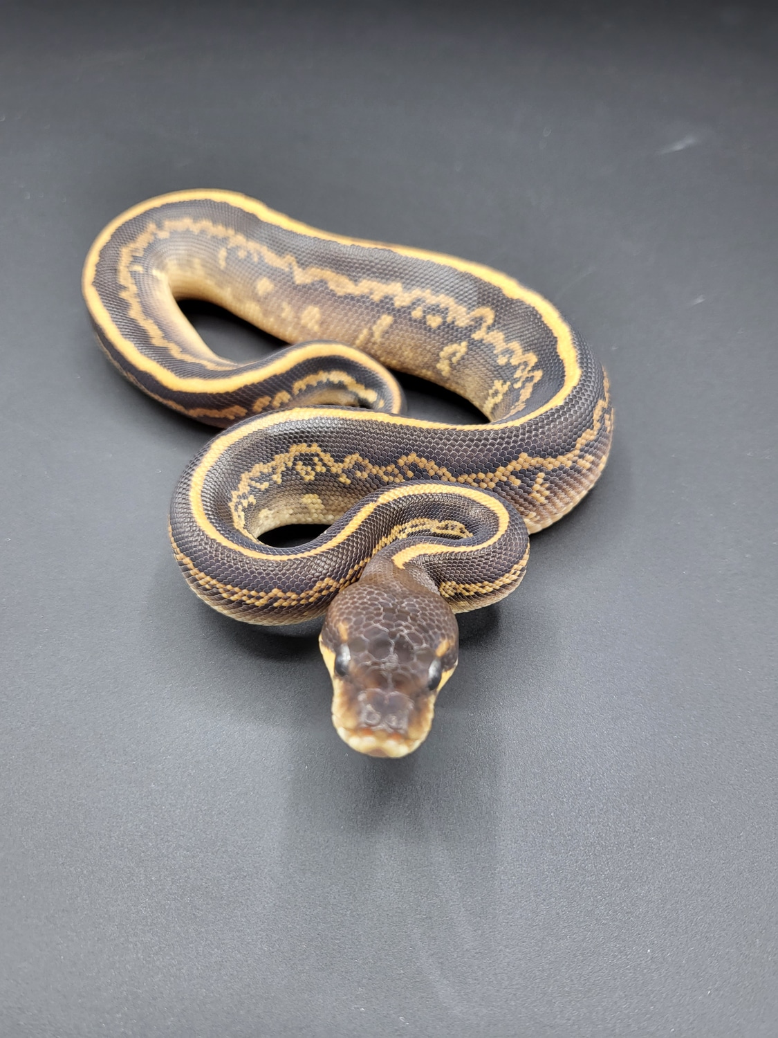 Black Magic Ball Python by Off The Wall Balls - MorphMarket