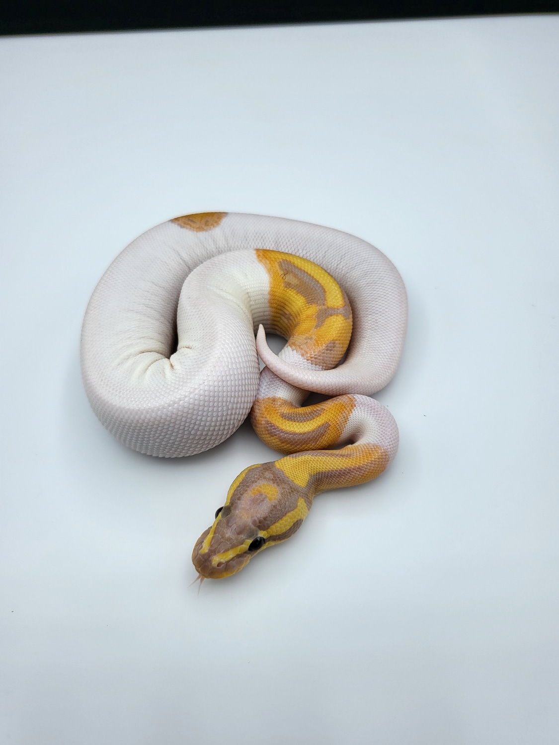 Banana Pied 50 Het Hypo Ball Python by Off The Wall Balls MorphMarket