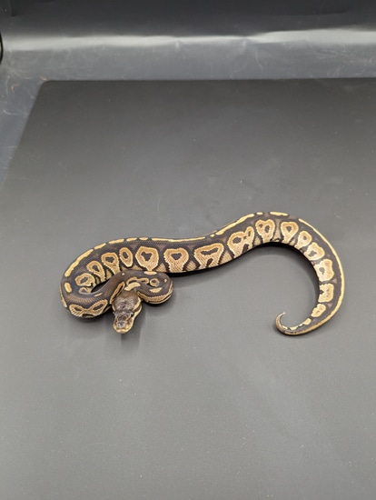 Pewter Ball Python by Off The Wall Balls