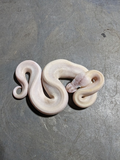 FREE SHIPPING Pastel Gray Matter Ball Python by Off The Wall Balls