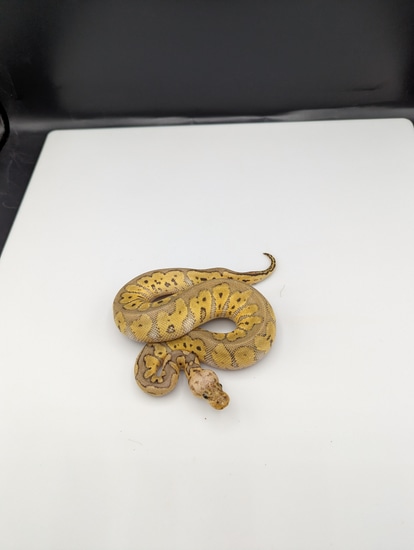 Killer Clown Ball Python by Off The Wall Balls