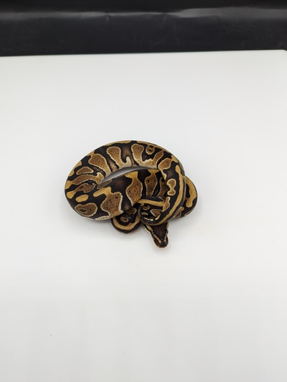 Group 0.3 DH Clown/pied Females Ball Python by Off The Wall Balls