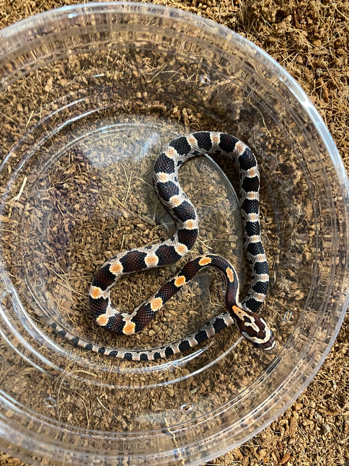 Abbott Line Okeetee Corn Snake by Roush Reptiles MorphMarket