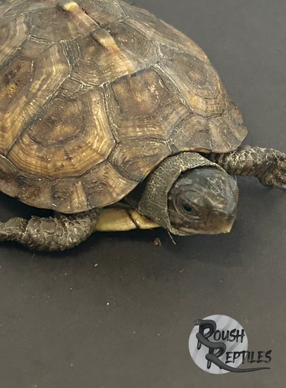 Gulf Coast Box Turtles by Roush Reptiles
