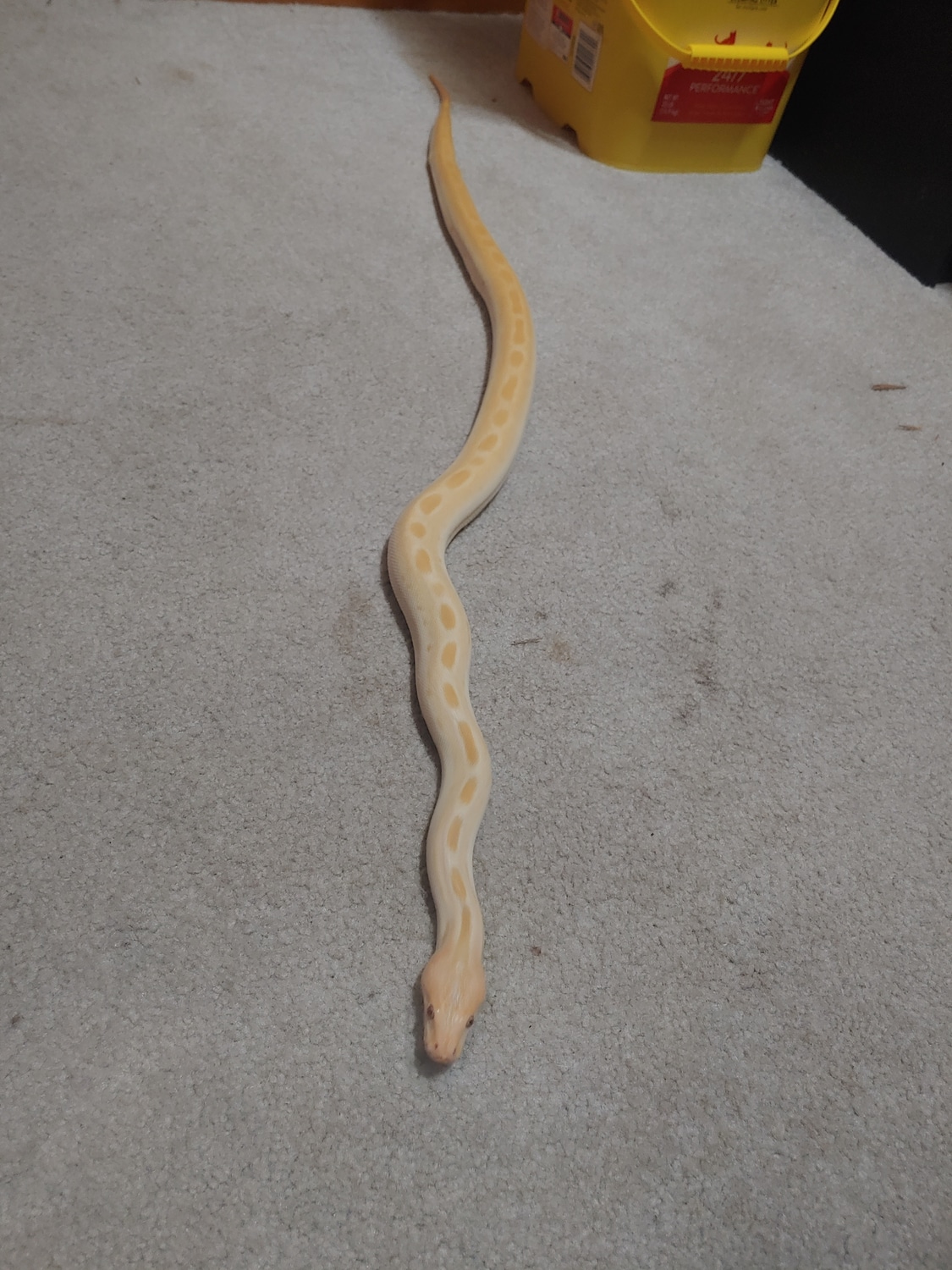Albino Green Burmese Python by Roy's Reptiles - MorphMarket