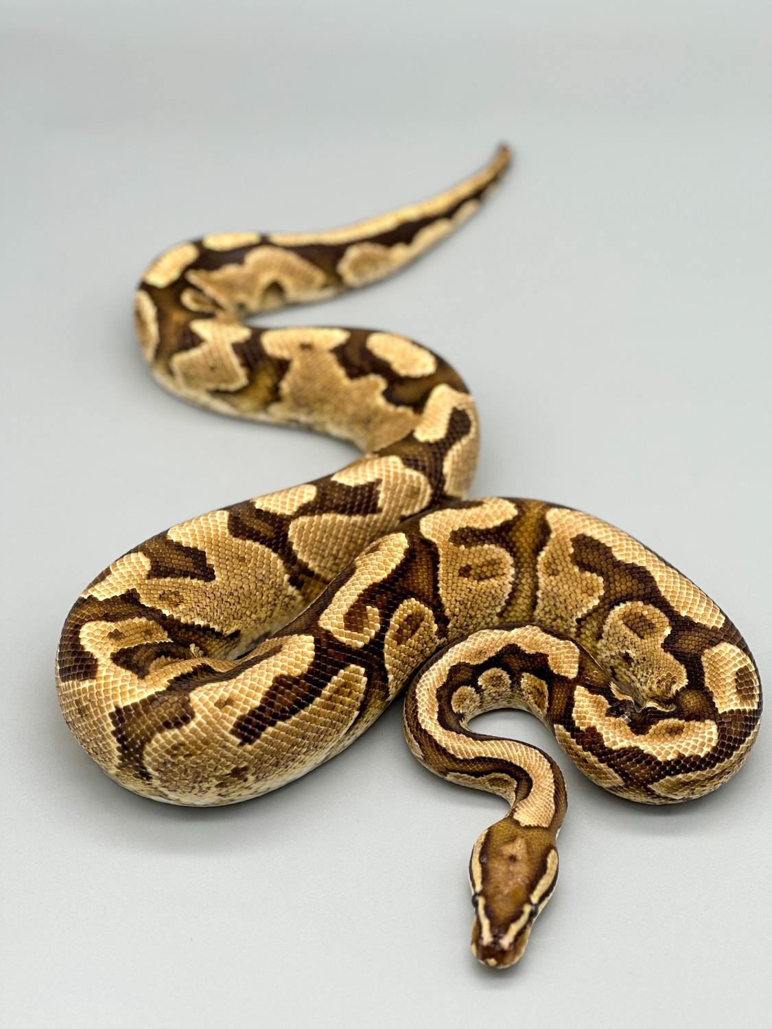 Sulfur YB Het Clown Ball Python by Genetic Genesis - MorphMarket