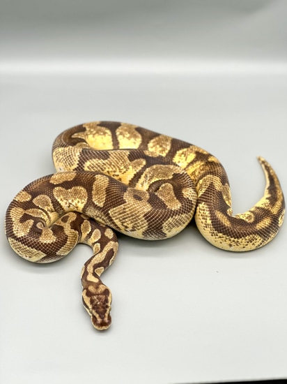 Pastel Enchi DBL Het Hypo/Pie Proven Ball Python by Genetic Genesis