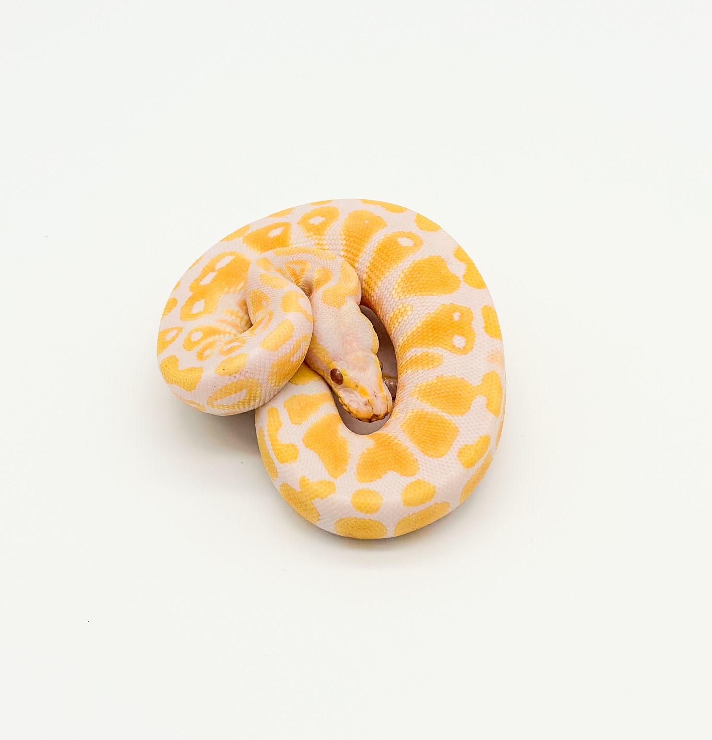 Pastel Lavender Ball Python by Genesis MorphMarket