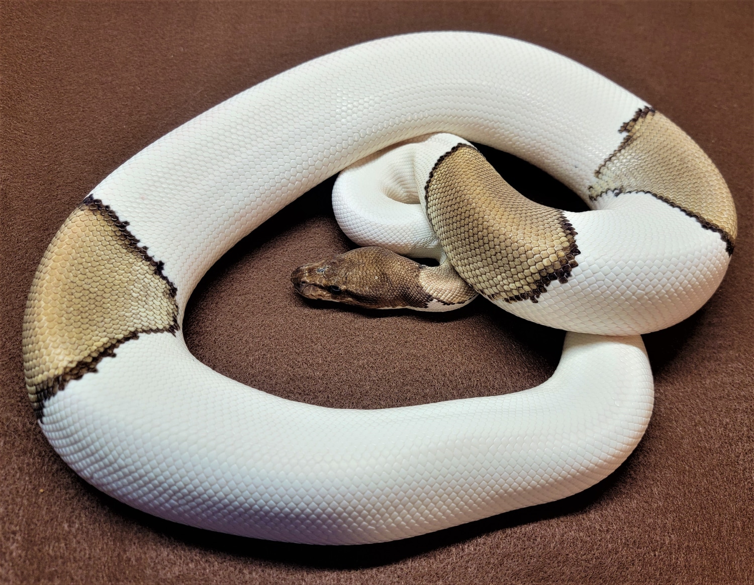 Pied Mojave Het. Ghost (New Price) Ball Python by Fowlkes Reptiles