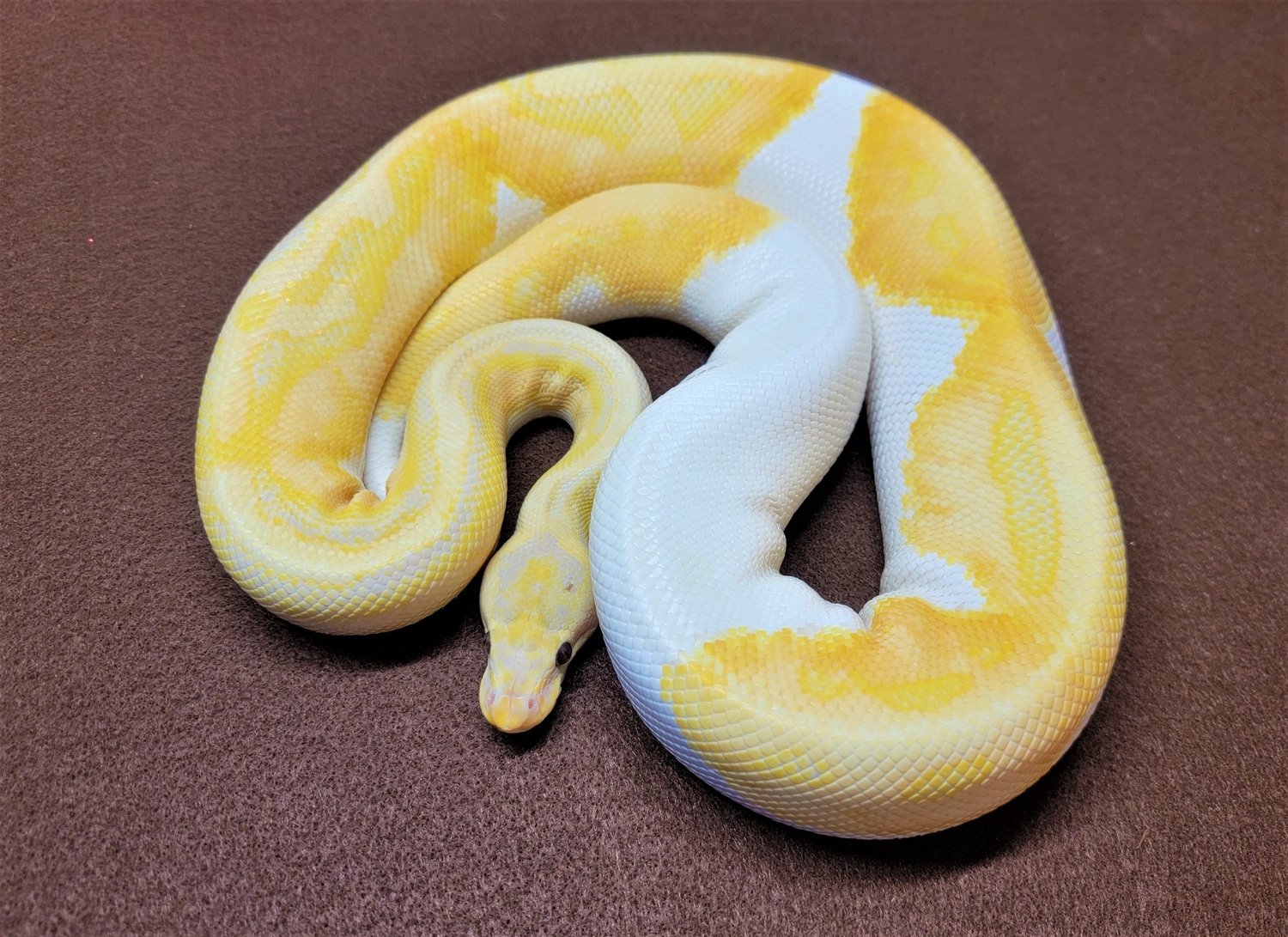 Dreamsicle Male UPDATED PRICE Ball Python by Fowlkes Reptiles MorphMarket