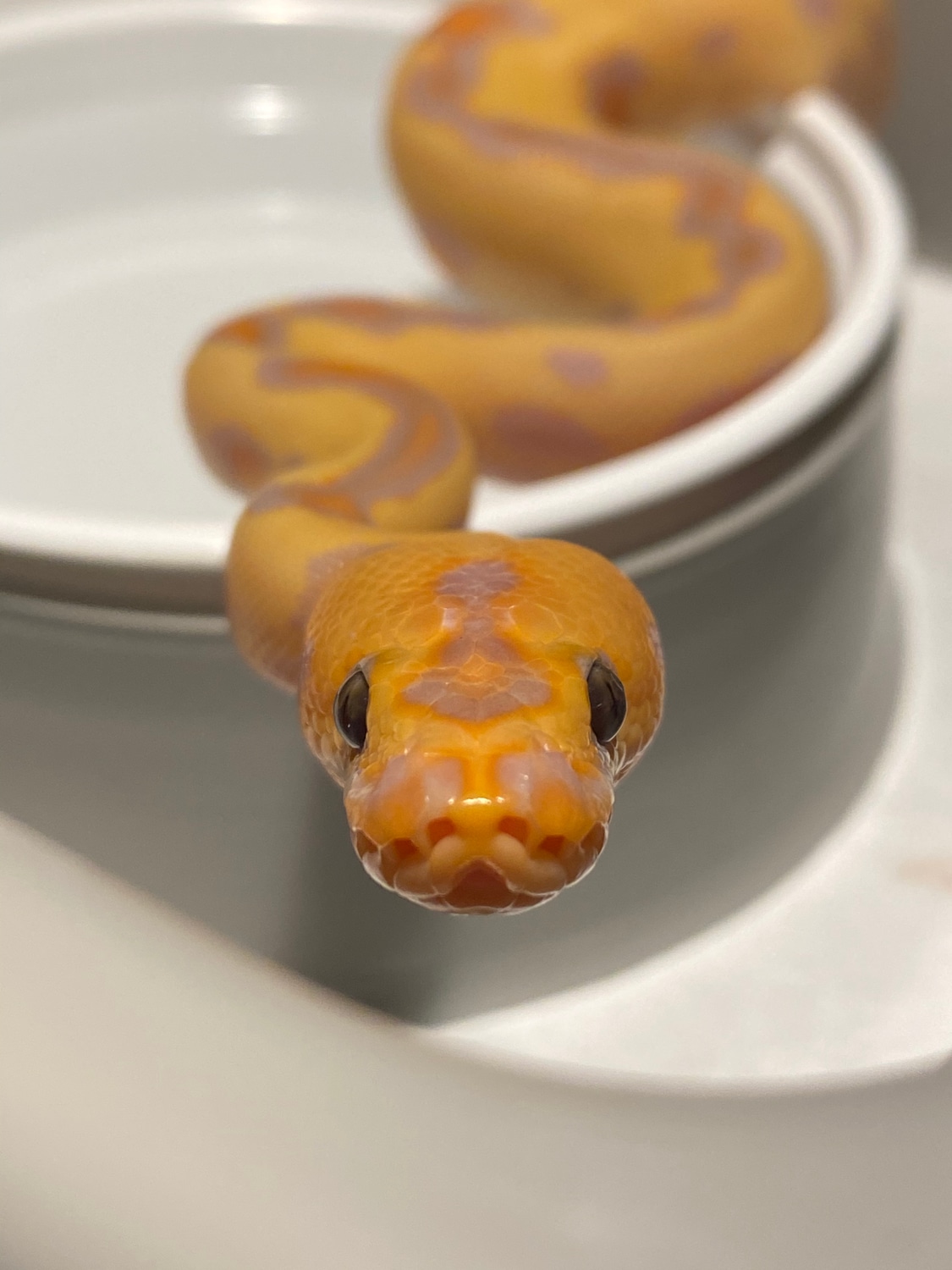 Banana Fire Leopard Clown Ball Python by Empire State Exotics MorphMarket