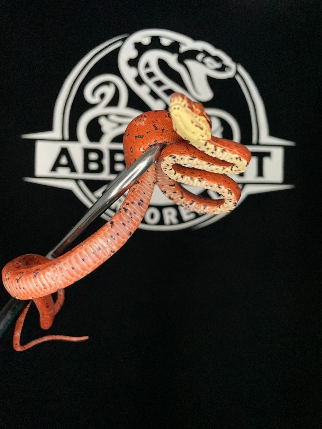 Uscbb Calico Amazon Tree Boa by Abberant arboreal MorphMarket