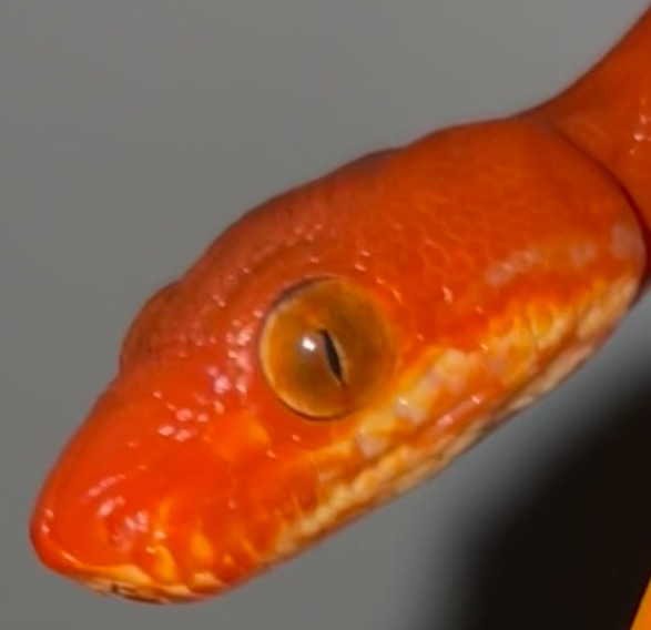 Uscbb Calico Amazon Tree Boa by Abberant arboreal MorphMarket