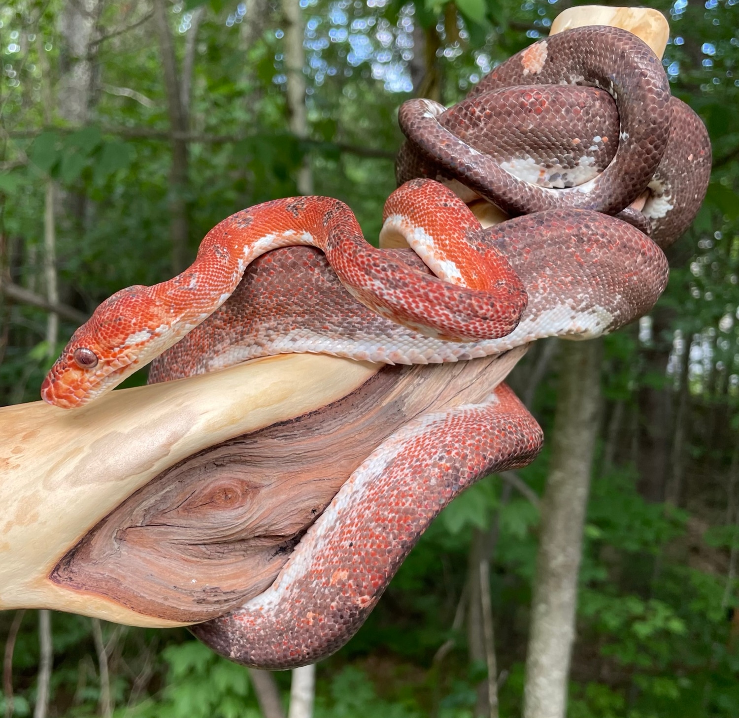 Uscbb Calico Amazon Tree Boa by Abberant arboreal MorphMarket