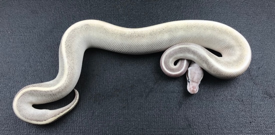 Black Head Pastel Mystic Potion Ball Python by JSA Reptiles, LLC