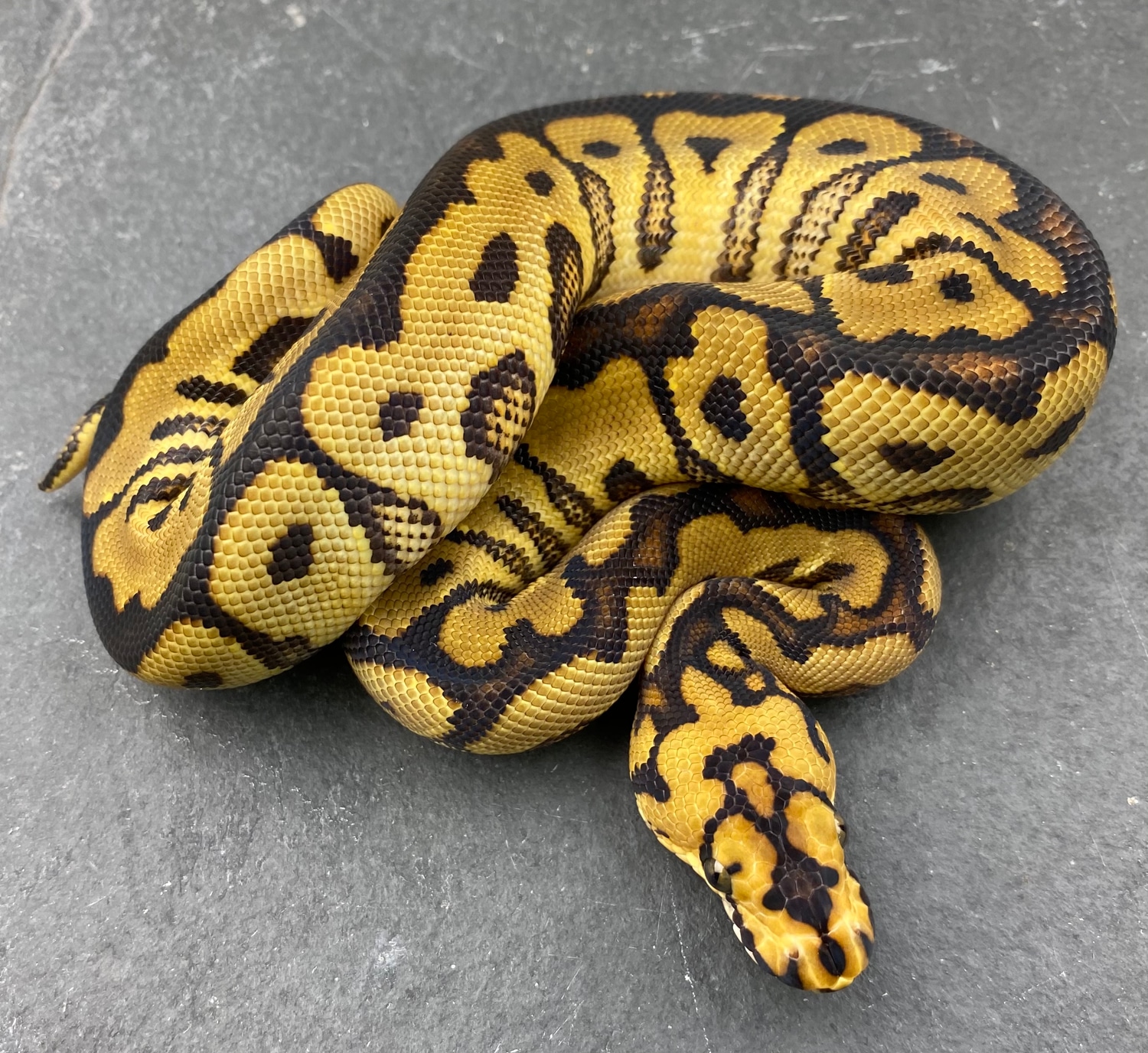 Spotnose Red Stripe Clown Ball Python by JSA Reptiles - MorphMarket