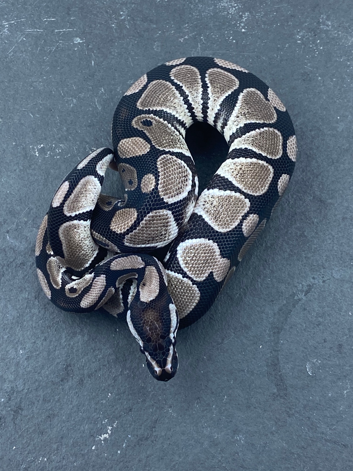 VPI Axanthic 100% Het Clown Ball Python by JSA Reptiles - MorphMarket