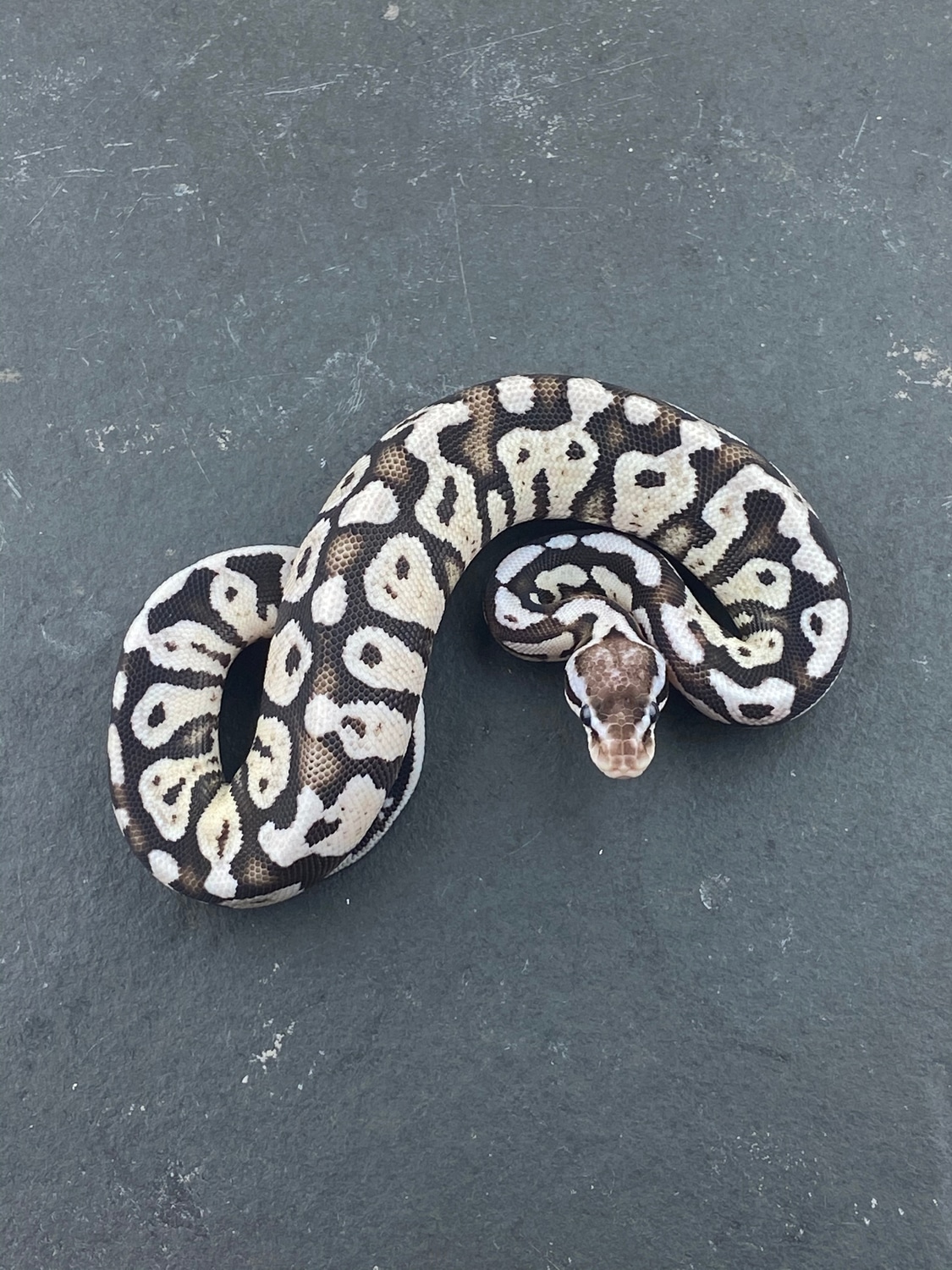 VPI Axanthic Firefly Ball Python by JSA Reptiles, LLC - MorphMarket
