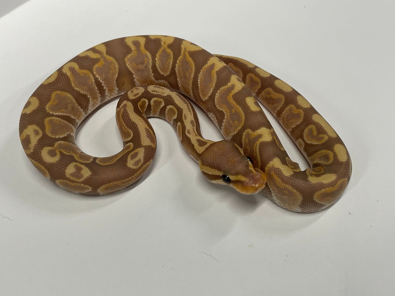 GHI Banana Ball Python by JSA Reptiles MorphMarket