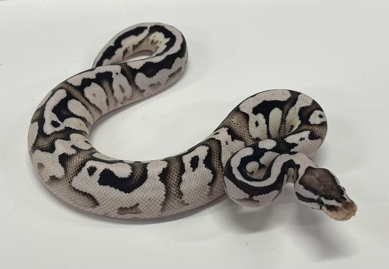 Firefly VPI Axanthic Het Pied Ball Python by JSA Reptiles, LLC ...