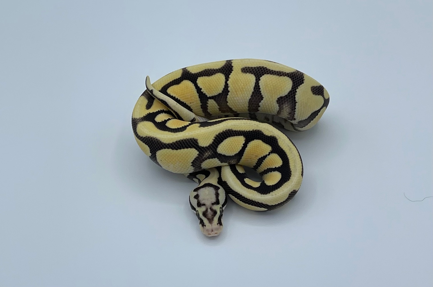 Pastel Enchi Spotnose Desert Ghost 50 Het Hypo Ball Python by JSA