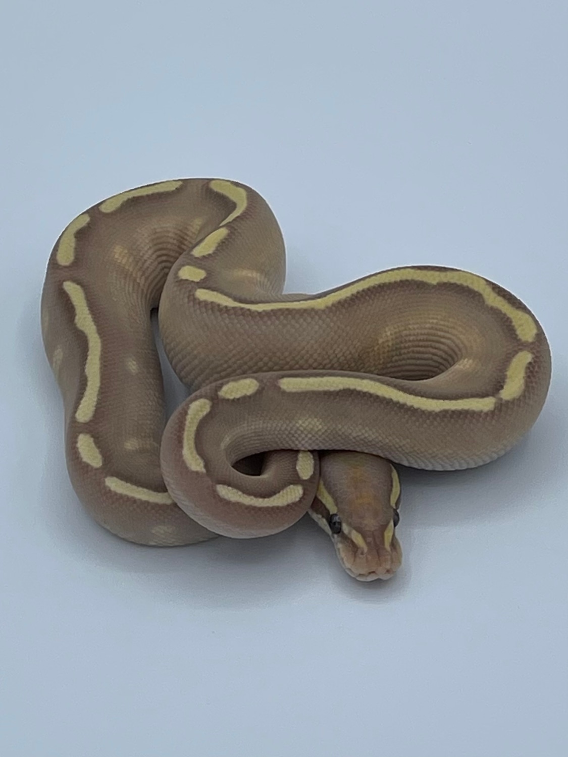 Banana Enchi GHI Mojave Chocolate Hypo Ball Python by JSA Reptiles