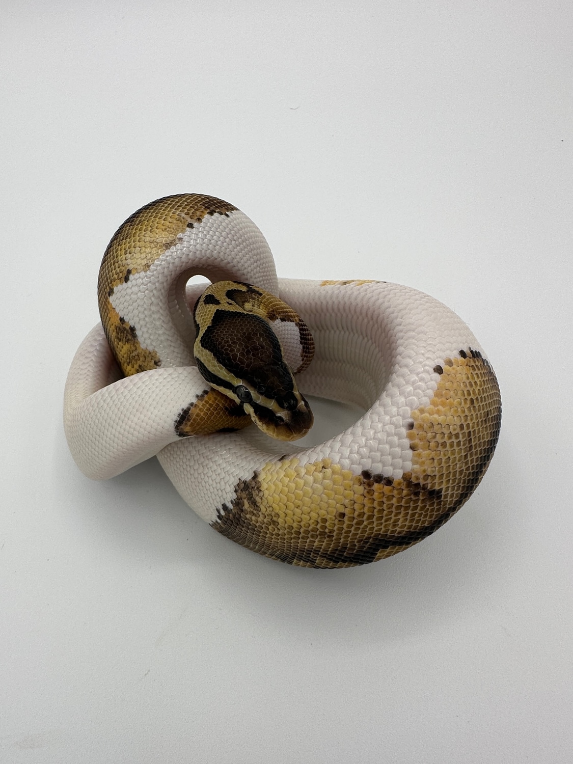 Pastel Pied Het VPI Axanthic Ball Python by JSA Reptiles - MorphMarket