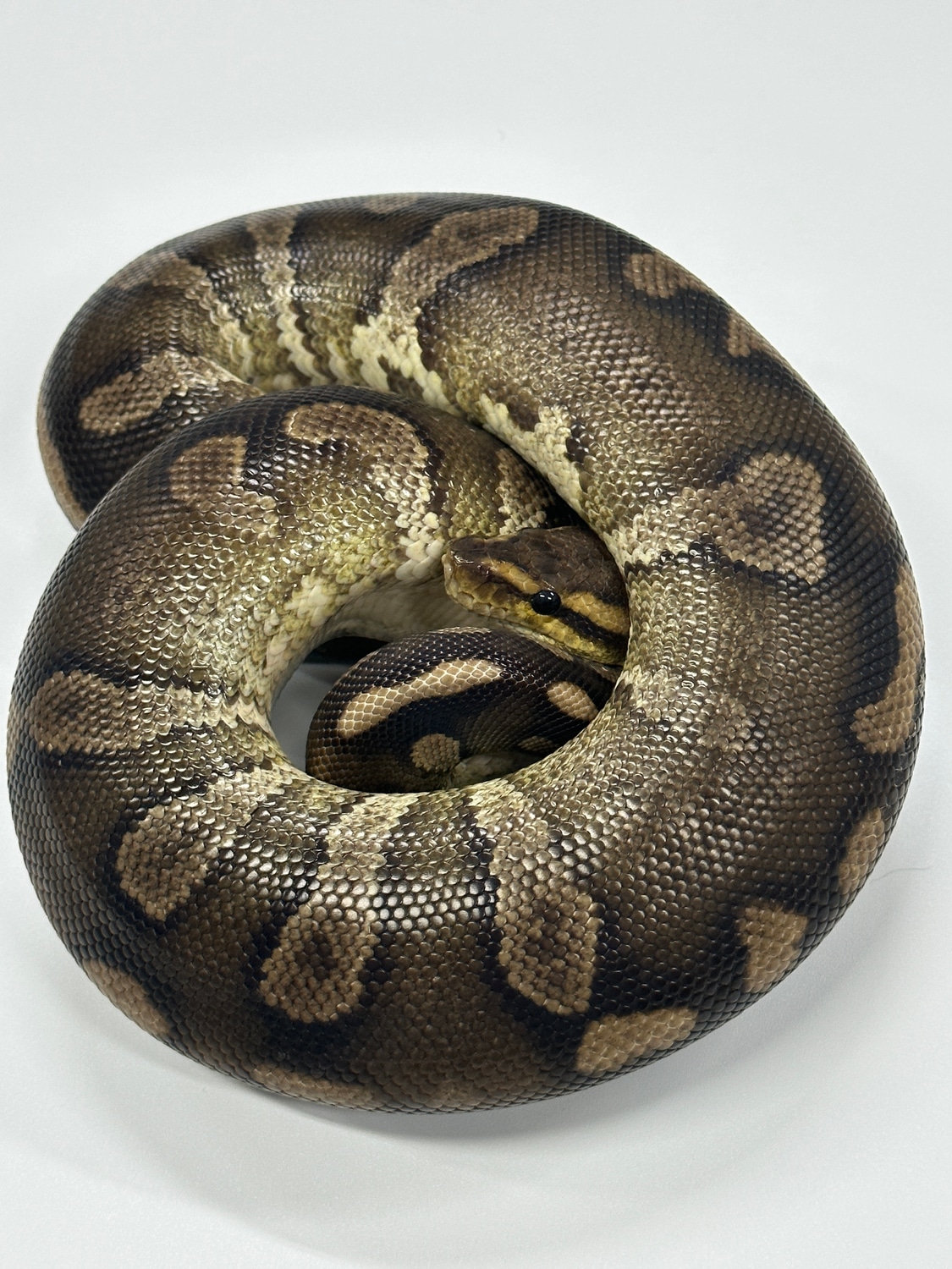 Super Chocolate Ball Python by JSA Reptiles - MorphMarket