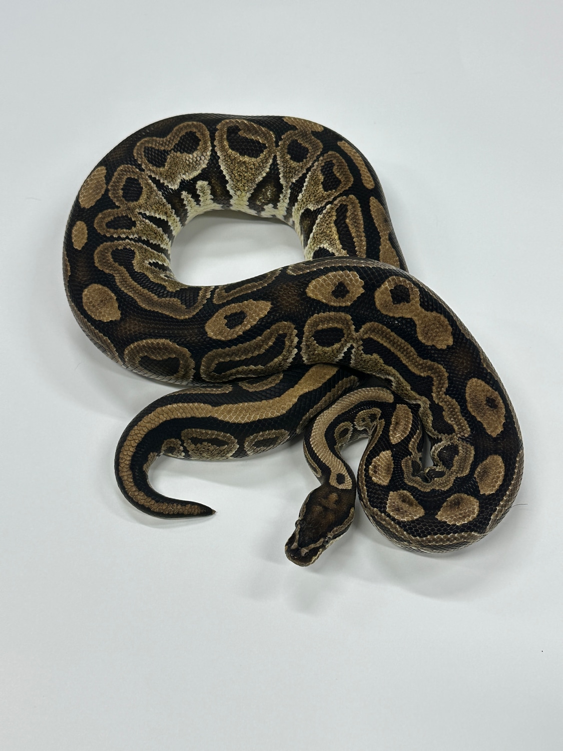 Het Red Axanthic Specter Ball Python by JSA Reptiles, LLC - MorphMarket